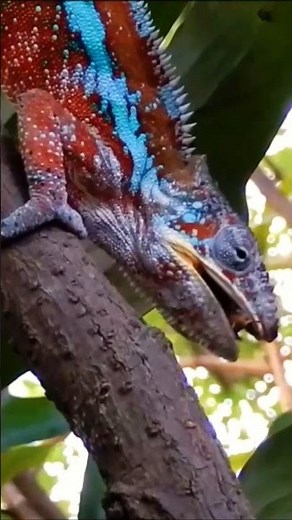 Chameleon's Tongue Catches Prey in Slow-motion | Love Nature #chameleon #youtubeshorts