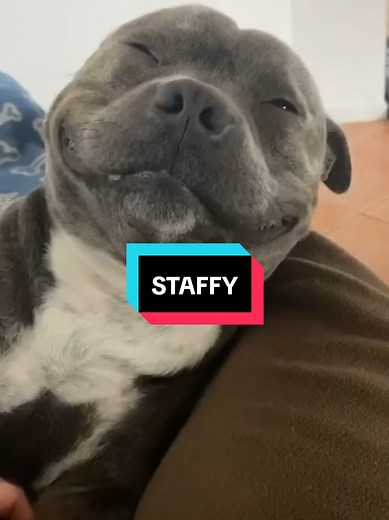 Reintroducing the Staffordshire Bull Terrier: The Staffy