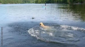 dog jumping in to the lake beach summer time