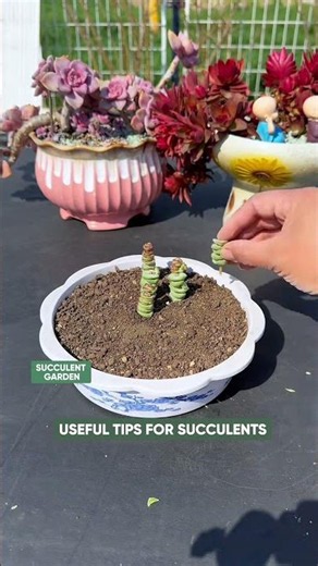 How to Propagate Succulents by Cuttings (Step-by-Step!) 🪴✂️