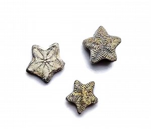 Crinoid Star Fossil - Fossilization - Paleobiology - Unpolished - Great Gift - Marine Fossils - Aquarium Stones - FO1047 - Etsy