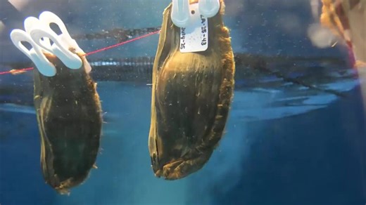 Zebra Shark Eggs to Go From Tacoma to Indonesia in ‘Groundbreaking’ Conservation Effort