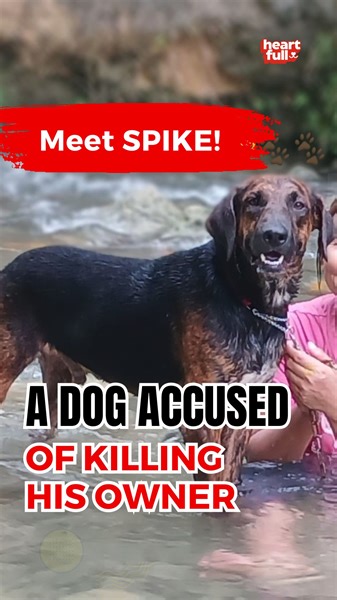 Dog Accused of Killing Owner: A Tale of Redemption and Love | iHeartDogs