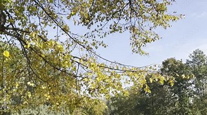 Amazing colors of autumn. Autumn in all its glory. Leaf fall. Relaxing stock video footage. 4K. Stock Video