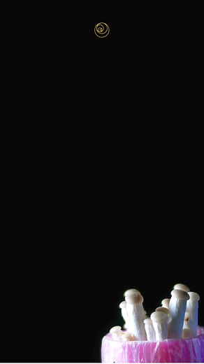 One might wonder how a single psilocybin trip could compare to the...