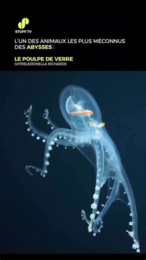 Stuff TV on Instagram: "🐙🔬 Cet animal existe bel et bien, et il s’appelle Vitreledonella richardi, plus connu sous le nom de « poulpe de verre ». C’est un céphalopode des grandes profondeurs, observé entre environ 200 et 1 000 mètres sous la surface. Son corps presque entièrement transparent laisse apparaître ses organes, une adaptation rare qui le rend presque invisible dans la pénombre de l’océan profond. Ses yeux, bien visibles, restent opaques : c’est l’un des seuls éléments qu’il ne peut 