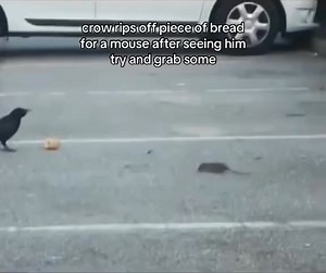 311K views · 18K reactions | Crow gives mouse piece of bread  #crow #mouse #reels #usa #usacrow #all_about_crows | All About Crows | Facebook