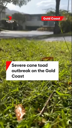 There has been a severe tiny toad outbreak at Tugun on the Gold Coast. #canetoads #summer #7NEWS | 7NEWS Gold Coast