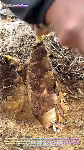 Watch a Skilled Forager Unearth a Giant Bamboo Shoot with Precision! 🎋⚒️↓