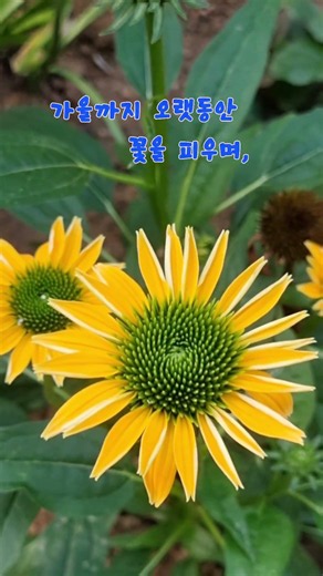 "여름 정원의 강인한 아름다움, 에키네시아" 🌼💜 #에키네시아꽃 #정원가꾸기