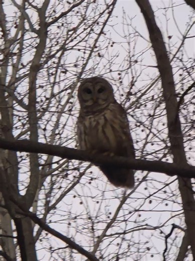 How to Obtain the Wise Owl in Blooket