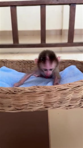 My Lovely Monkey ⭐ #Monkey #AnimalShelter #PetLove