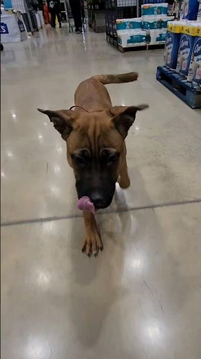 Watch Cash the Black Mouth Cur Puppy Crush Our 2-Week Board & Train