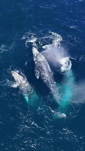 Mating Gray Whales Courtship and Ritual in Drone Video