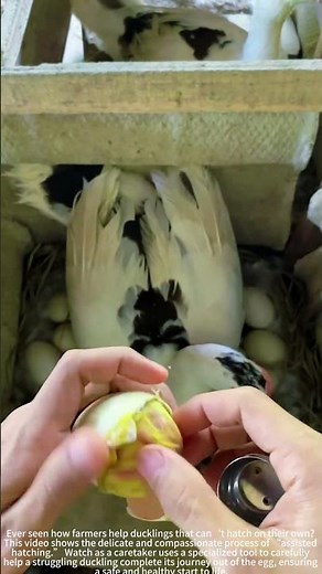 Assisted Hatching: How We Help a Struggling Duckling Safely Break Free)