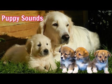Puppy Sounds - Discover Farm Animal Sounds