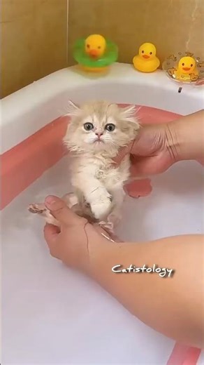 Bath time gone wrong… but still cute 😹🛁 #cute #meow