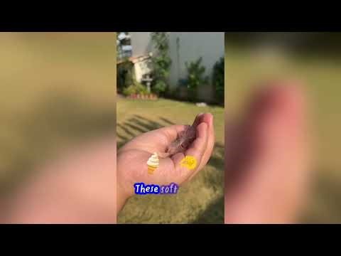 Butterfly weed and wind dispersal.#facts #nature #insects #science #animals #butterfly