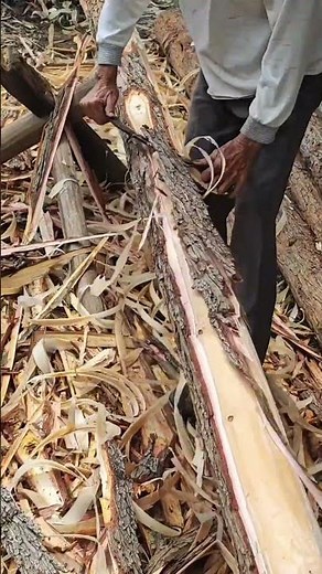 Tree peeling process - Goodtools and machinery make work easy