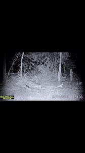 Trail cameras have really helped understand what happens at a set. This situation, we find funny as the cubby set is full with an opossum who is sleeping while caught. This bobcat was late to the party. We now started to add more traps outside the set for situations like this. Fortunately the very next evening we caught the Bobcat. | Fur Life TV