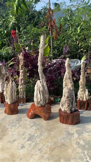 Quá đẹp 😍😍#phongthuy #tieucanhsanvuondep