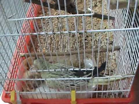 Riproduzione, nascita e crescita dei calopsite (pappagallini) - by Fiorella