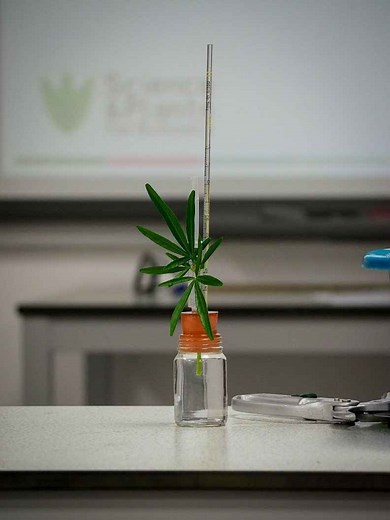 A-level set practicals - using a potometer - Science & Plants for Schools