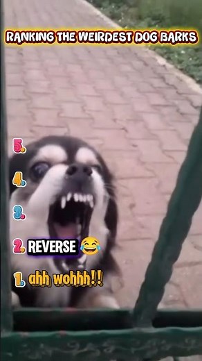 RANKING THE WEIRDEST DOG BARKS #shorts