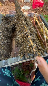 Is there such thing as a super power queen bee? I call her Magnetic 🧲 Queen. #queenbee #bee #honeybee #honeybees #bees #magnetic #pheromones #powerful #suspended #midair #apismellifera #theforce | Beelightful Bee Company