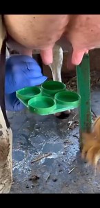 1.5M views · 6.6K reactions | California Mastitis Test (CMT) in Cattle | Animal Health Services - AHS. | Facebook