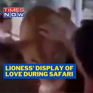 Here’s How Lioness Greeted Tourists During Safari #Lioness #Animal #Safari #TimesNow | TIMES NOW