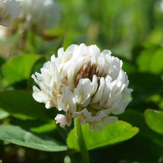 150 White Dutch Clover Seeds | Low-growing Cover Crop, Trifolium Repens, Lawn Alternative, Pollinator Friendly Groundcover, Nitrogen Fixer - Etsy
