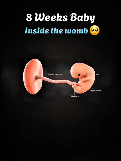 8 Weeks Pregnant: Baby Development Inside the Womb