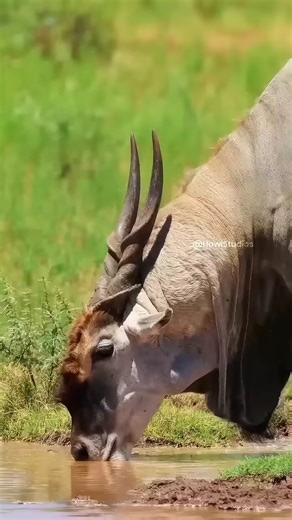African Tribal Hunters Chase Down a Deer – Real Survival Hunting in the Wild.#hunting #animals#viral