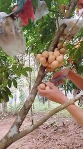 Harvesting Lanzones | Imo Amigo