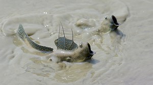 Mudskippers blink—and that's a huge evolutionary clue