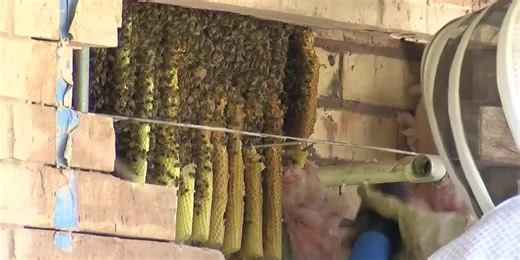 Colony of bees safely removed from gas station