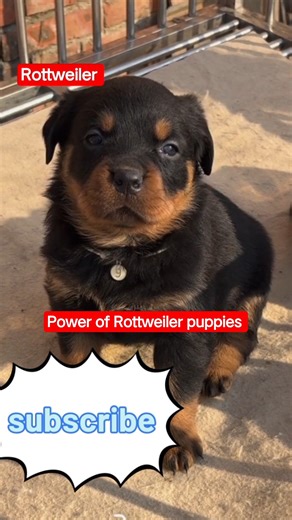 Rottweiler Puppy for Sale – Pure German Bloodline 🐾🔥@rotviral