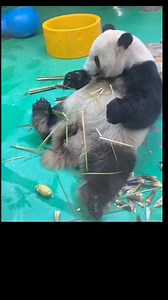 UNA DIETA RICA EN FIBRAS Los osos panda (Ailuropoda melanoleuca) habitan los bosques de bambú en China central, comparten ancestros lejanos con sus parientes americanos, los osos andinos o de anteojos que casualmente en ambas especies el grueso de sus dietas son de origen vegetal. En el caso de los pandas gigantes, se alimentan de una dieta notablemente rica en fibra, aunque su sistema digestivo es similar al de los carnívoros, estos “osos” se alimentan casi de un 99% de bambú, ingiriendo entre 
