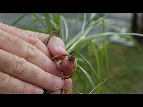 Weed Management in Vegetable Gardens (Part 1)