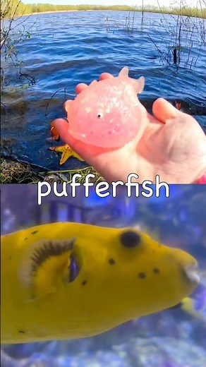 Learn Sea Animal Names for Kids at the Lake: Sperm Whale Penguin Turtle Pufferfish Seal