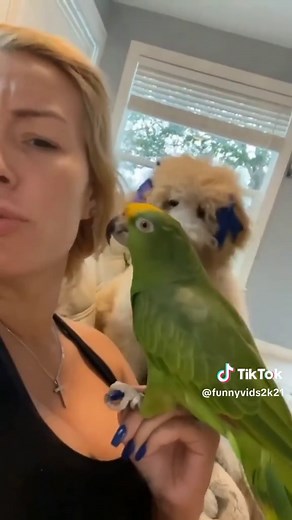 Hilarious Funny Animal Videos Compilation