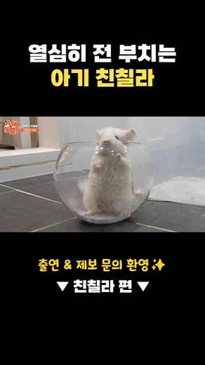 Baby chinchilla's first sand bath!