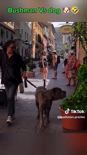 Bushman Vs dog 🐶🤣#bushmanprank #tiktok #funnyrection | Bushman Prank