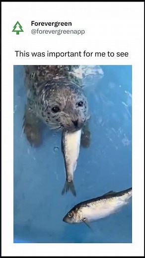 Baby Seal Learns to Eat Fish for the First Time — A Vital Step in Marine Rehabilitation