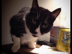 PSYCHO CAT FLIPS OUT ON MOVING DAY!! part 1