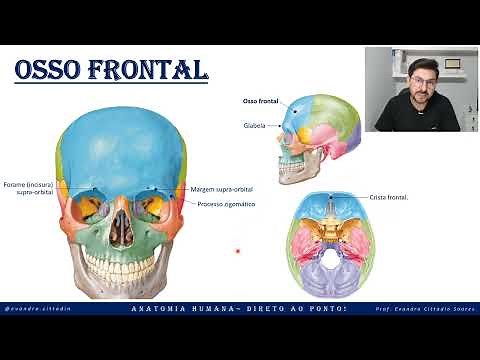 Frontal bone - Skull anatomy - Skeletal system - Anatomy straight to the point!