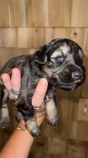 Miniature schnauzer puppy with blue eyes