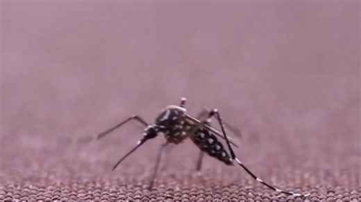 China battles mosquito-borne virus with Covid-era methods as U.S. issues travel warning