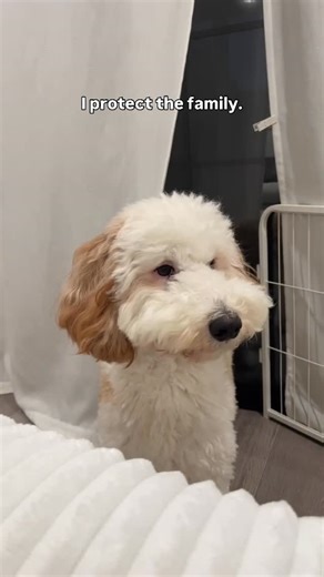 hi, i’m mila on Instagram: "best guard dog 😗✨"